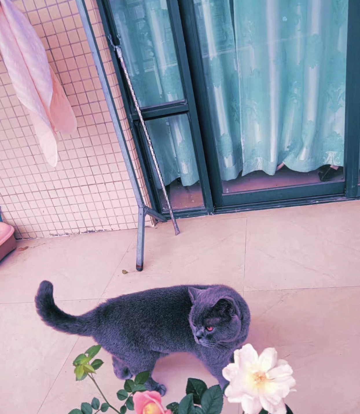 纯血统蓝猫 已绝育 850顺风车包邮